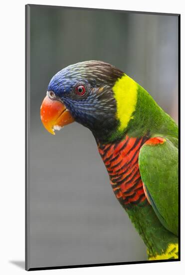 Singapore. Colorful Australian Lorikeet-Cindy Miller Hopkins-Mounted Photographic Print