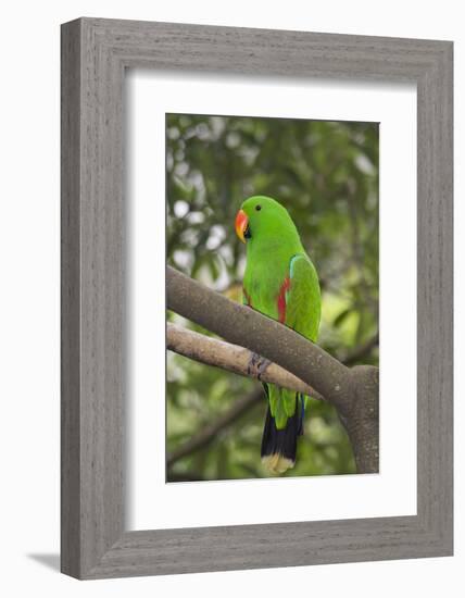 Singapore. Colorful Green Parrot-Cindy Miller Hopkins-Framed Photographic Print