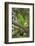 Singapore. Colorful Green Parrot-Cindy Miller Hopkins-Framed Photographic Print