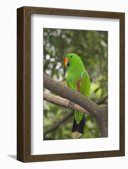 Singapore. Colorful Green Parrot-Cindy Miller Hopkins-Framed Photographic Print