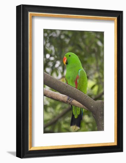 Singapore. Colorful Green Parrot-Cindy Miller Hopkins-Framed Photographic Print