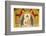 Singapore, East Singapore, Mangala Vihara Buddhist Temple, Buddha Mural-Walter Bibikow-Framed Photographic Print