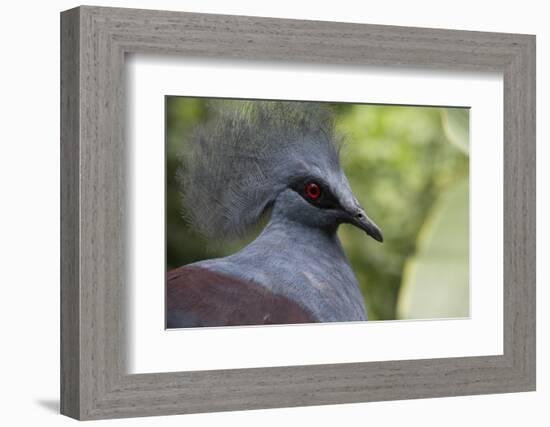 Singapore, Jurong Bird Park. Head Detail of Common Crowned Pigeon-Cindy Miller Hopkins-Framed Photographic Print