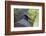 Singapore, Jurong Bird Park. Head Detail of Common Crowned Pigeon-Cindy Miller Hopkins-Framed Photographic Print