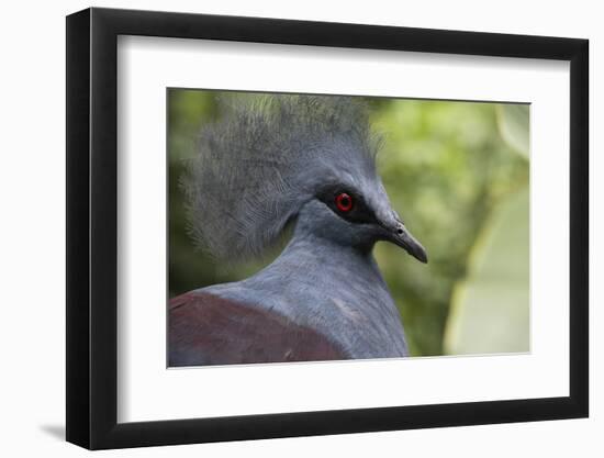 Singapore, Jurong Bird Park. Head Detail of Common Crowned Pigeon-Cindy Miller Hopkins-Framed Photographic Print