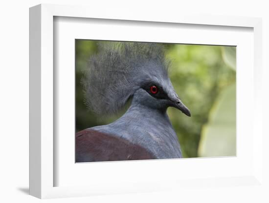 Singapore, Jurong Bird Park. Head Detail of Common Crowned Pigeon-Cindy Miller Hopkins-Framed Photographic Print