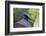 Singapore, Jurong Bird Park. Head Detail of Common Crowned Pigeon-Cindy Miller Hopkins-Framed Photographic Print