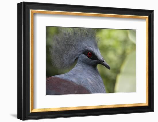 Singapore, Jurong Bird Park. Head Detail of Common Crowned Pigeon-Cindy Miller Hopkins-Framed Photographic Print