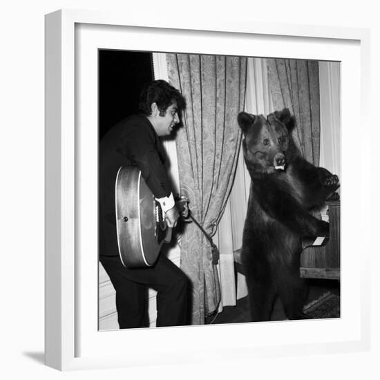 Singer Enrico Macias Playing the Guitar While a Bear Is Playing the Piano, 9 May 1967-null-Framed Photo