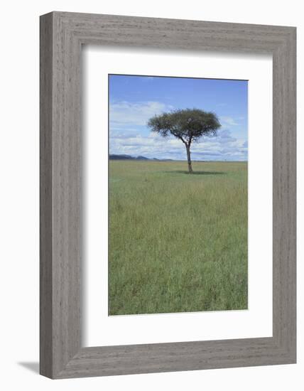 Single Acacia on the Savanna-DLILLC-Framed Photographic Print