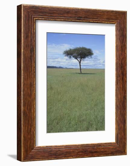 Single Acacia on the Savanna-DLILLC-Framed Photographic Print