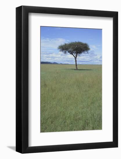 Single Acacia on the Savanna-DLILLC-Framed Photographic Print
