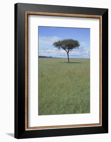 Single Acacia on the Savanna-DLILLC-Framed Photographic Print