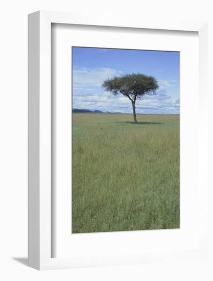 Single Acacia on the Savanna-DLILLC-Framed Photographic Print