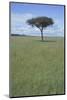Single Acacia on the Savanna-DLILLC-Mounted Photographic Print