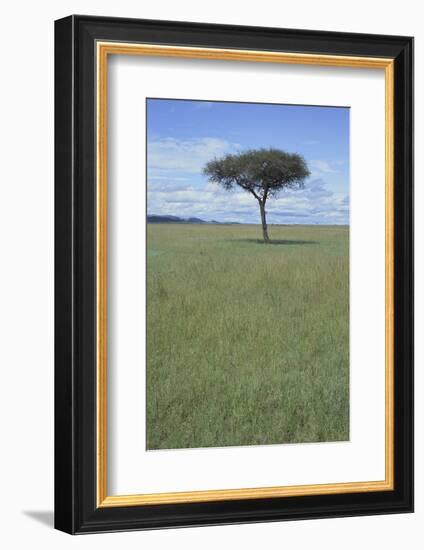 Single Acacia on the Savanna-DLILLC-Framed Photographic Print