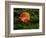 Single autumn leaf lying on moss-Panoramic Images-Framed Photographic Print