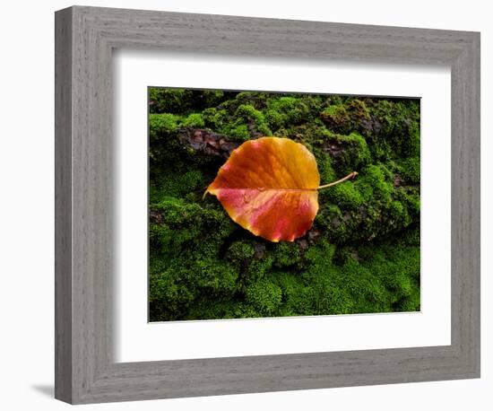 Single autumn leaf lying on moss-Panoramic Images-Framed Photographic Print