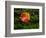 Single autumn leaf lying on moss-Panoramic Images-Framed Photographic Print