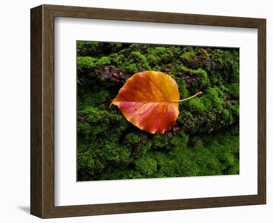 Single autumn leaf lying on moss-Panoramic Images-Framed Photographic Print