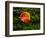 Single autumn leaf lying on moss-Panoramic Images-Framed Photographic Print