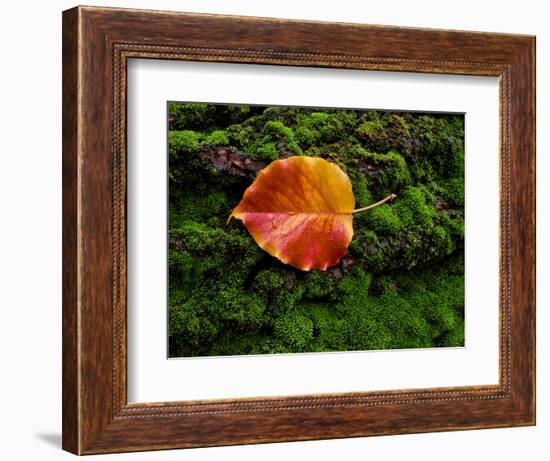 Single autumn leaf lying on moss-Panoramic Images-Framed Photographic Print