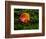 Single autumn leaf lying on moss-Panoramic Images-Framed Photographic Print