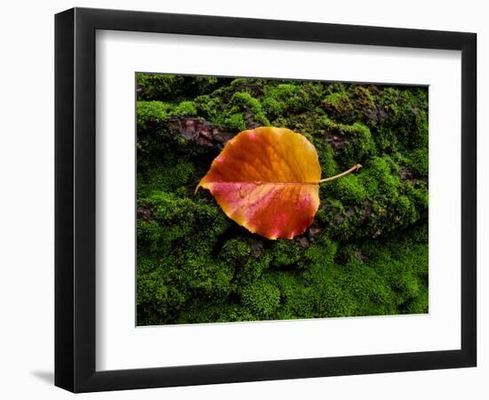 Single autumn leaf lying on moss-Panoramic Images-Framed Photographic Print