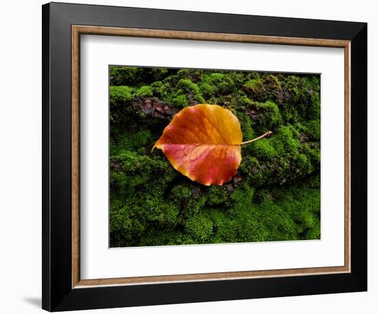 Single autumn leaf lying on moss-Panoramic Images-Framed Photographic Print