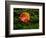 Single autumn leaf lying on moss-Panoramic Images-Framed Photographic Print