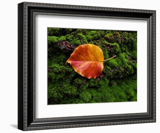 Single autumn leaf lying on moss-Panoramic Images-Framed Photographic Print