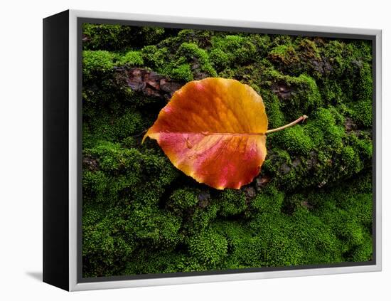 Single autumn leaf lying on moss-Panoramic Images-Framed Premier Image Canvas