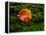 Single autumn leaf lying on moss-Panoramic Images-Framed Premier Image Canvas
