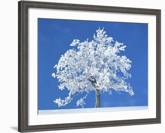 Single beech in the black forest, Germany-Herbert Kehrer-Framed Photographic Print