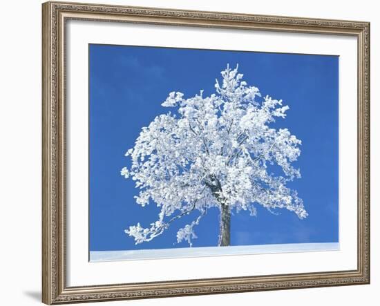 Single beech in the black forest, Germany-Herbert Kehrer-Framed Photographic Print