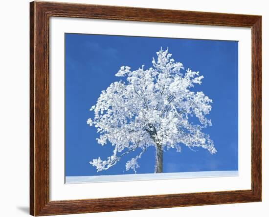 Single beech in the black forest, Germany-Herbert Kehrer-Framed Photographic Print