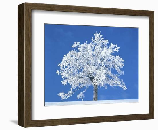 Single beech in the black forest, Germany-Herbert Kehrer-Framed Photographic Print