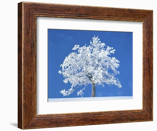 Single beech in the black forest, Germany-Herbert Kehrer-Framed Photographic Print