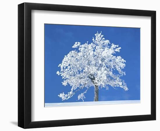 Single beech in the black forest, Germany-Herbert Kehrer-Framed Photographic Print