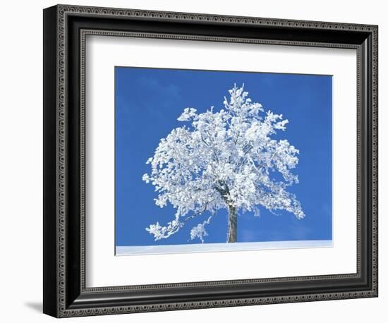 Single beech in the black forest, Germany-Herbert Kehrer-Framed Photographic Print