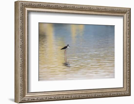 Single Black-necked stilt standing together with reflection on water, South Padre Island, Texas-Adam Jones-Framed Photographic Print