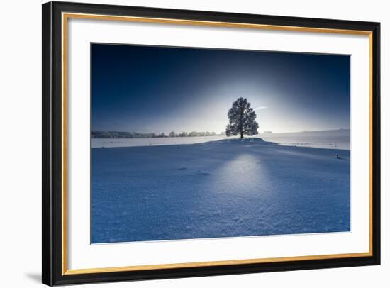 Single Broad-Leaved Tree in Winter Scenery in the Back Light, Triebtal, Vogtland, Saxony, Germany-Falk Hermann-Framed Photographic Print