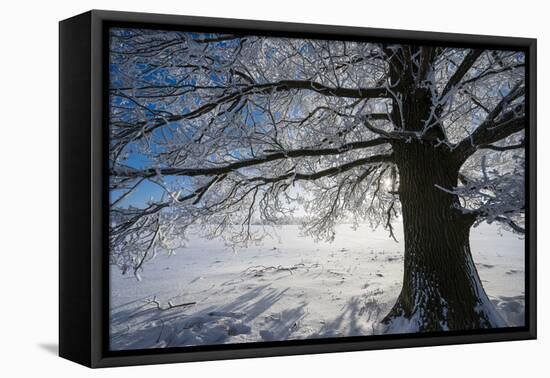 Single Broad-Leaved Tree with Hoarfrost in Winter Scenery, Triebtal, Vogtland, Saxony, Germany-Falk Hermann-Framed Premier Image Canvas