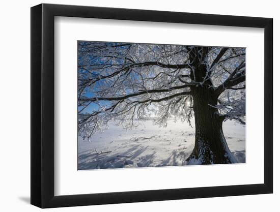 Single Broad-Leaved Tree with Hoarfrost in Winter Scenery, Triebtal, Vogtland, Saxony, Germany-Falk Hermann-Framed Photographic Print