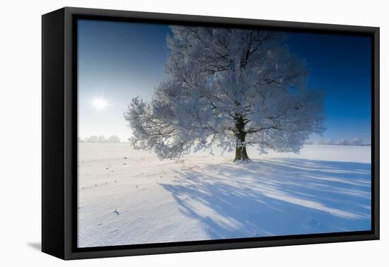 Single Broad-Leaved Tree with Hoarfrost in Winter Scenery, Triebtal, Vogtland, Saxony, Germany-Falk Hermann-Framed Premier Image Canvas