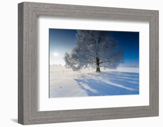 Single Broad-Leaved Tree with Hoarfrost in Winter Scenery, Triebtal, Vogtland, Saxony, Germany-Falk Hermann-Framed Photographic Print