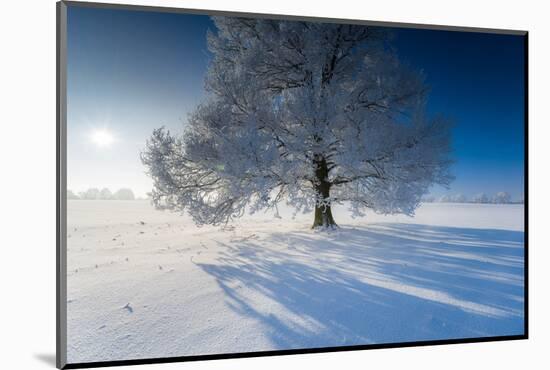 Single Broad-Leaved Tree with Hoarfrost in Winter Scenery, Triebtal, Vogtland, Saxony, Germany-Falk Hermann-Mounted Photographic Print