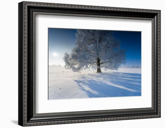 Single Broad-Leaved Tree with Hoarfrost in Winter Scenery, Triebtal, Vogtland, Saxony, Germany-Falk Hermann-Framed Photographic Print