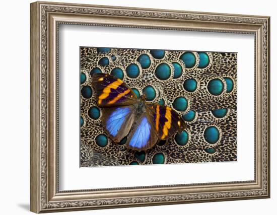 Single Butterfly on Malayan Peacock-Pheasant Feather Design-Darrell Gulin-Framed Photographic Print