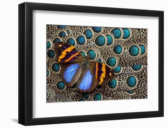 Single Butterfly on Malayan Peacock-Pheasant Feather Design-Darrell Gulin-Framed Photographic Print